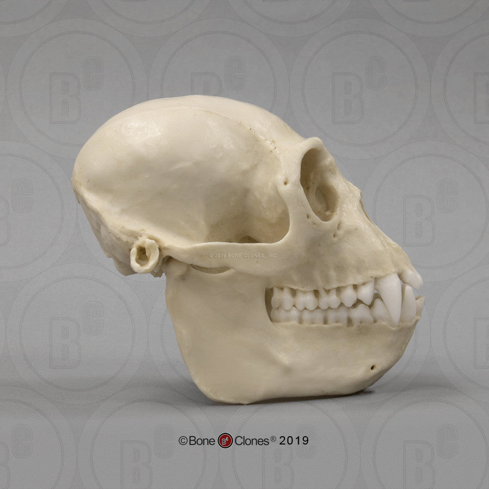 Bone Clones Lesser Primate Skulls