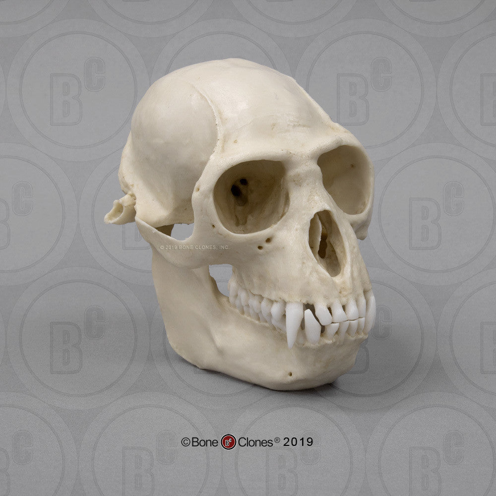Bone Clones Lesser Primate Skulls