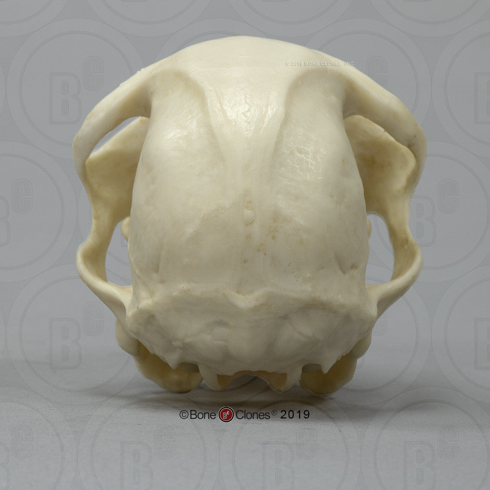 Bone Clones Lesser Primate Skulls