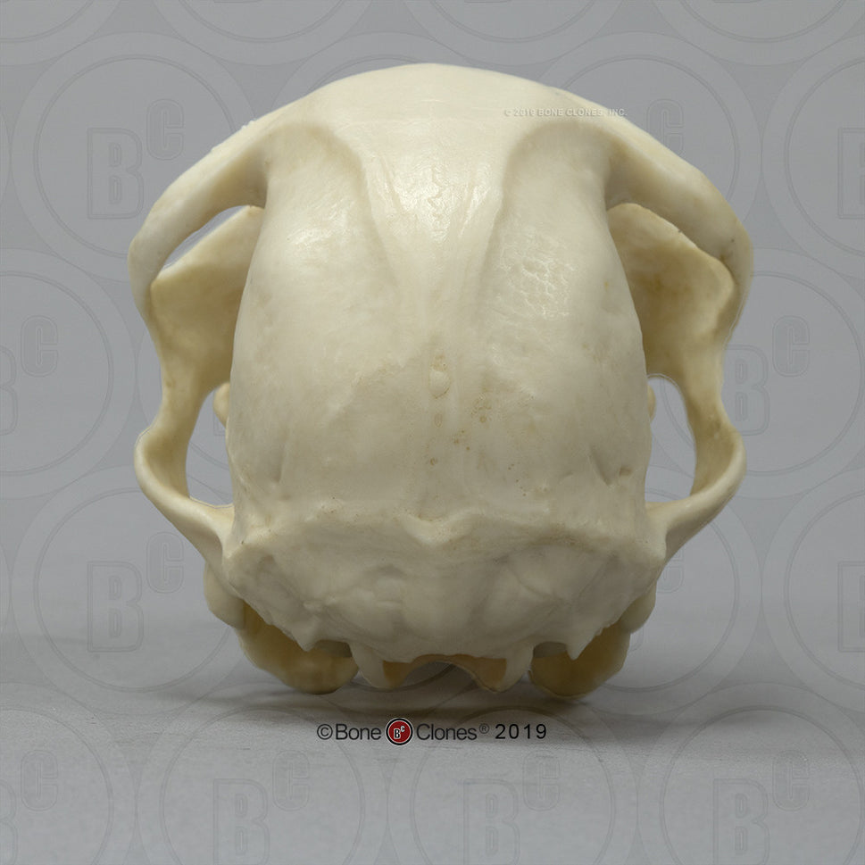 Bone Clones Lesser Primate Skulls