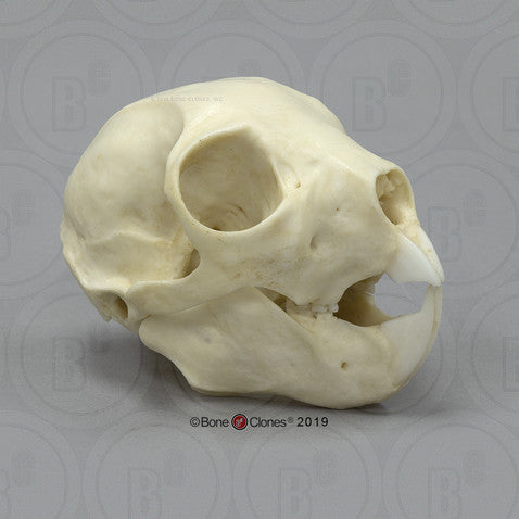 Bone Clones Lesser Primate Skulls