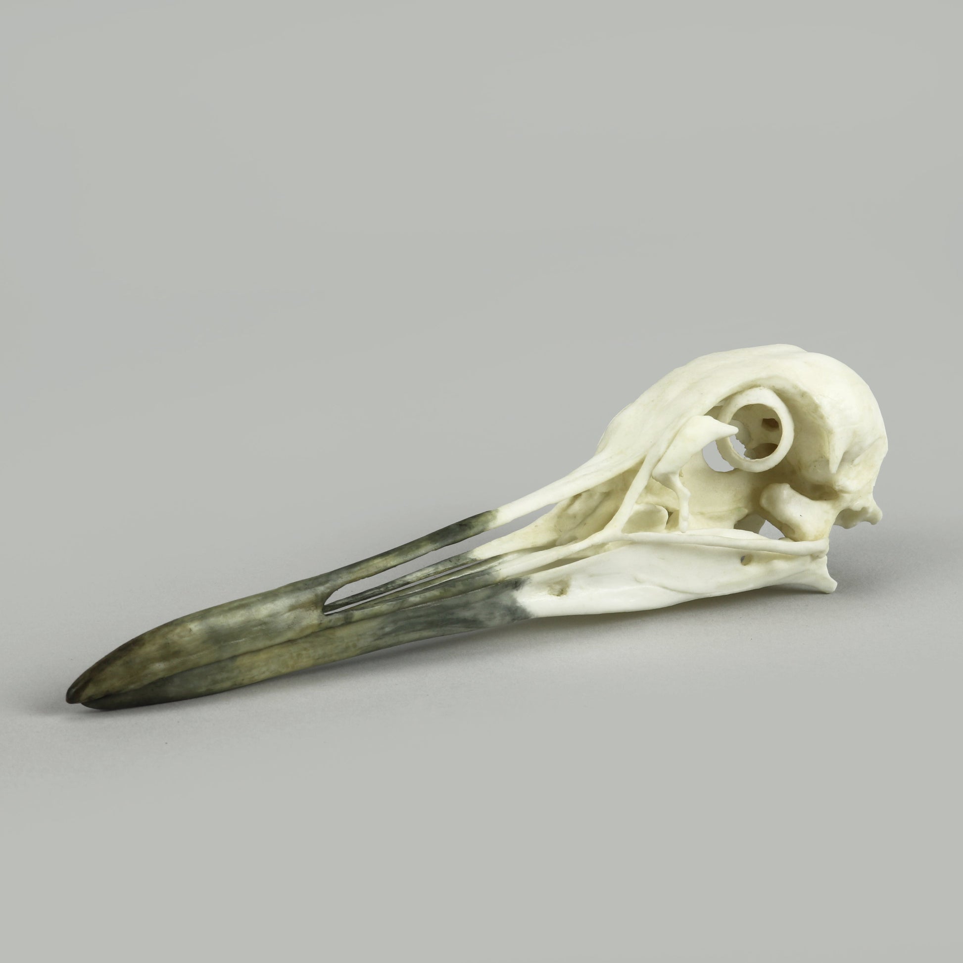 Bone Clones Bird Skulls