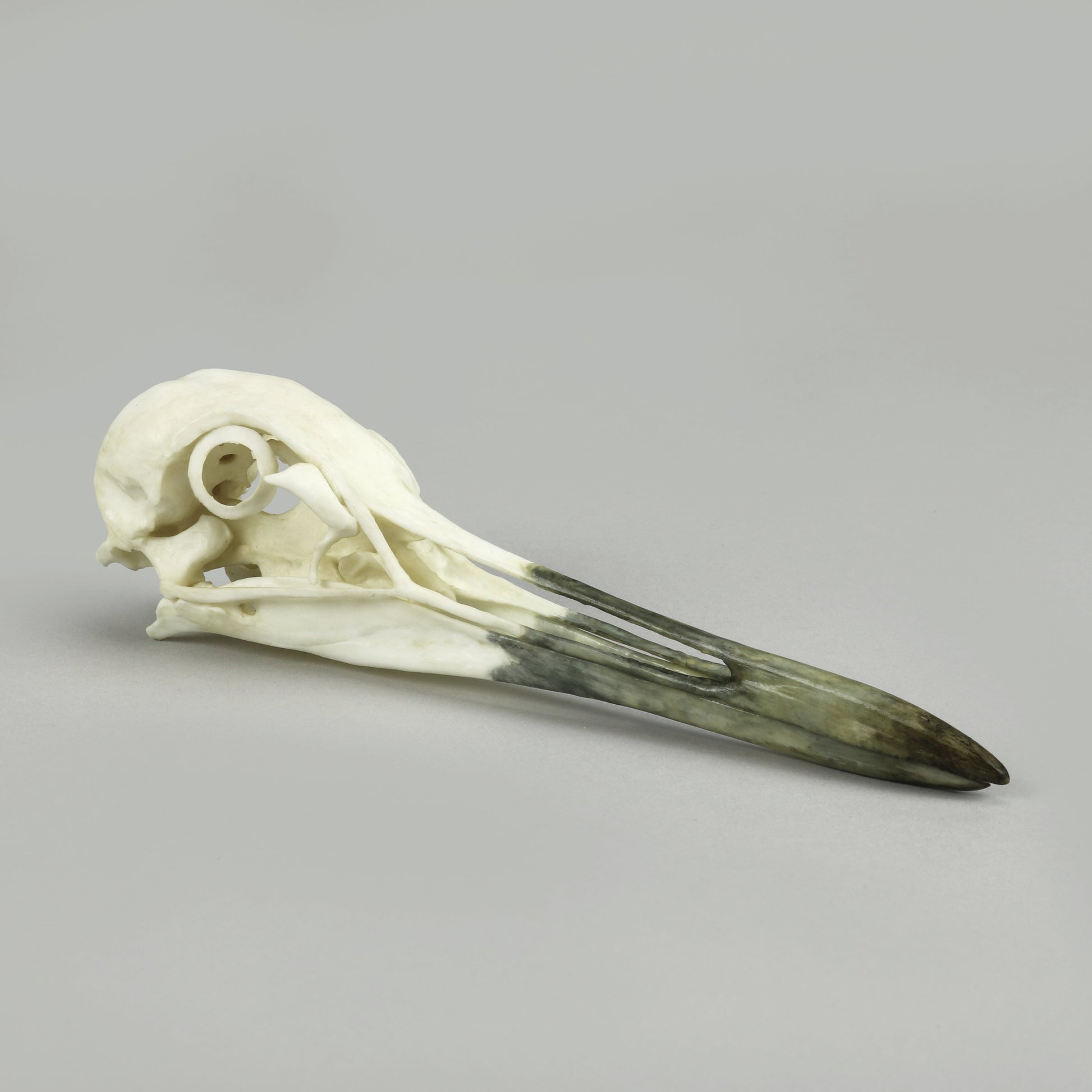 Bone Clones Bird Skulls