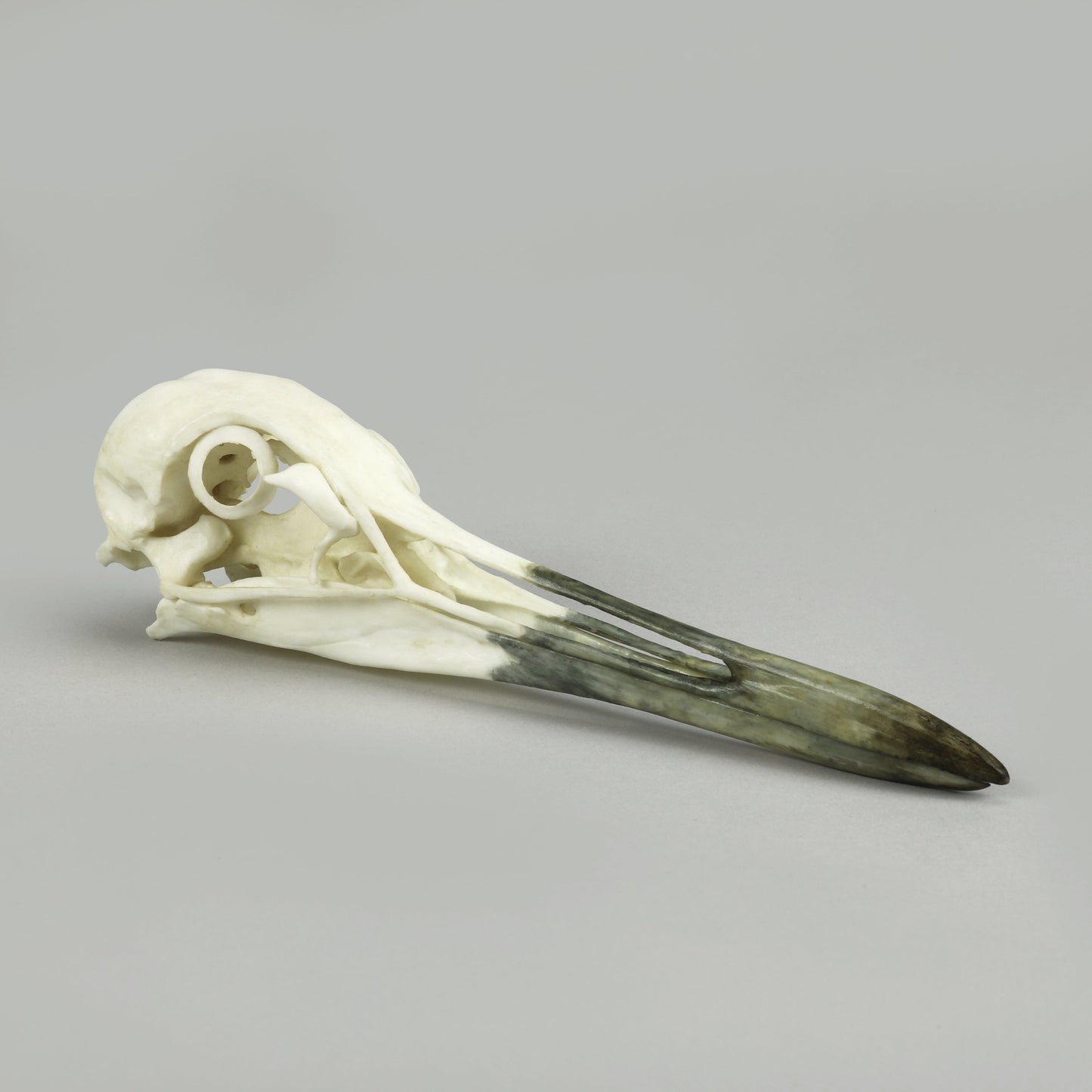 Bone Clones Bird Skulls