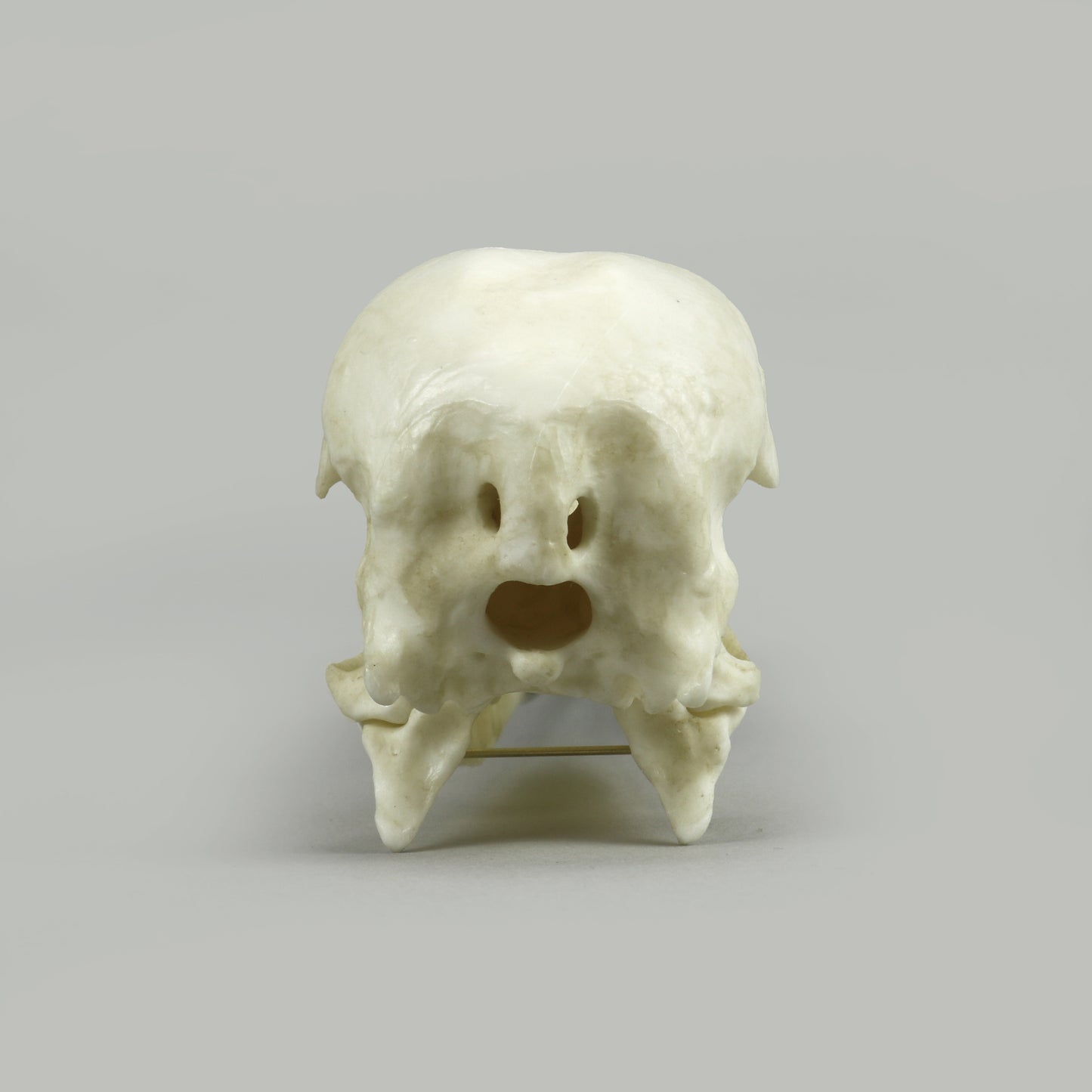 BC-361 Whopping Crane Skull Rear