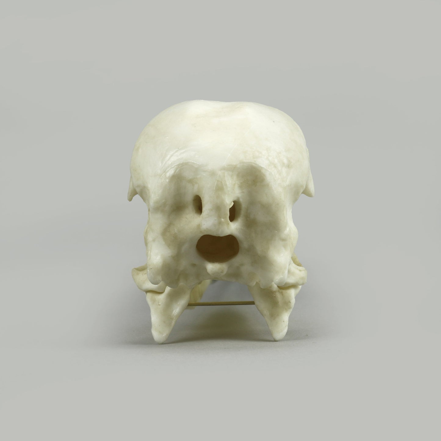 Bone Clones Bird Skulls