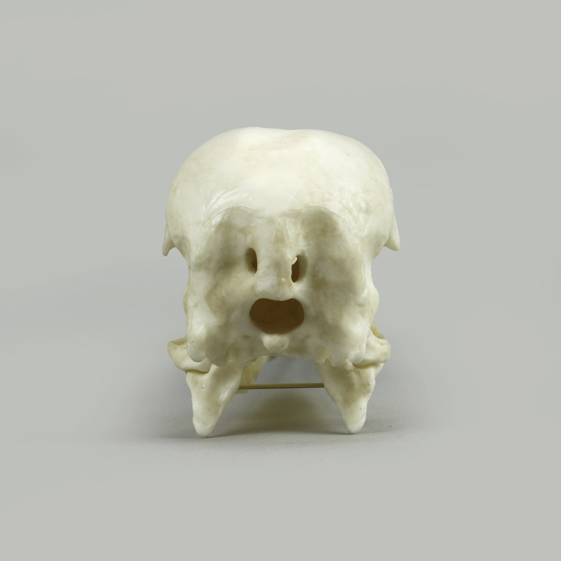 Bone Clones Bird Skulls