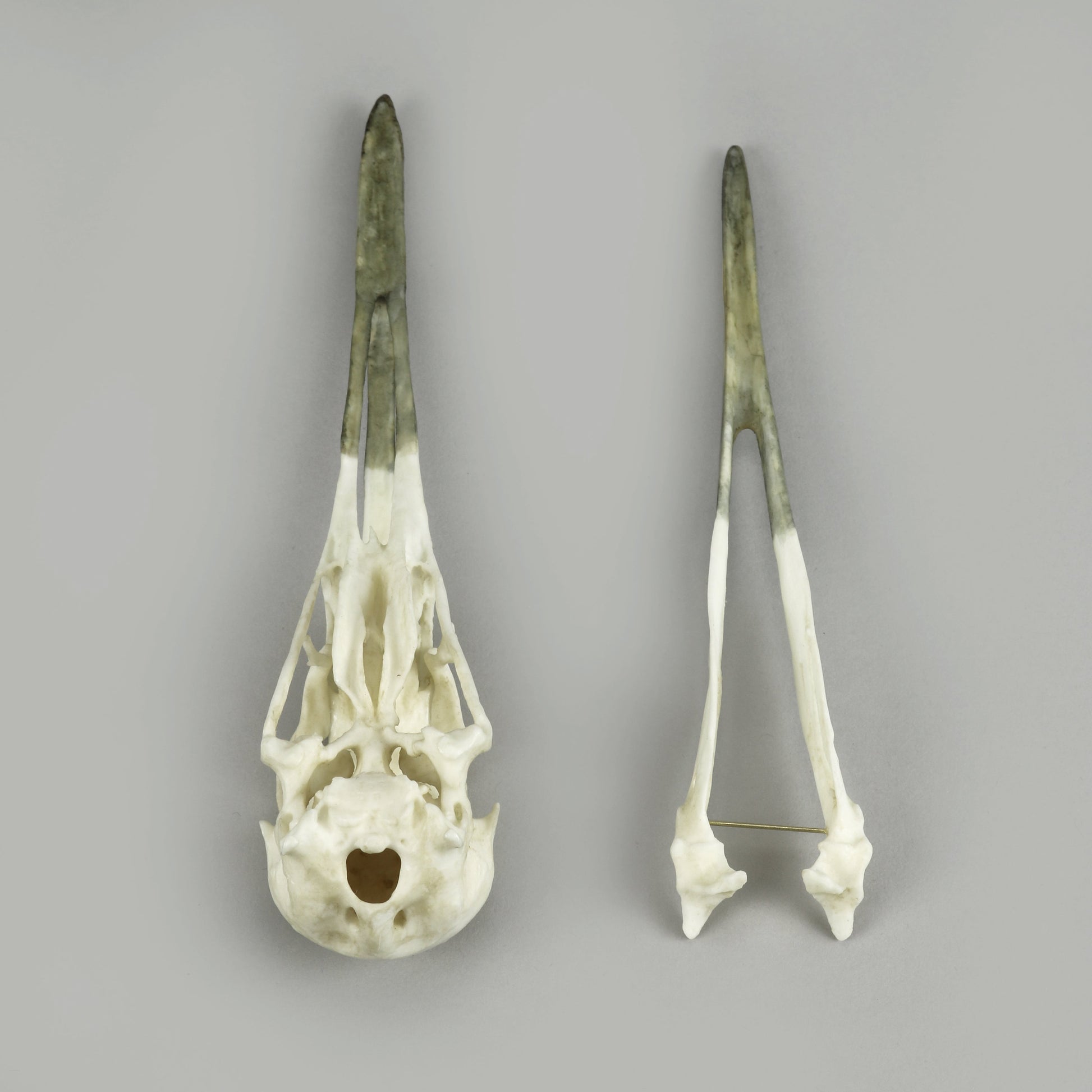 Bone Clones Bird Skulls