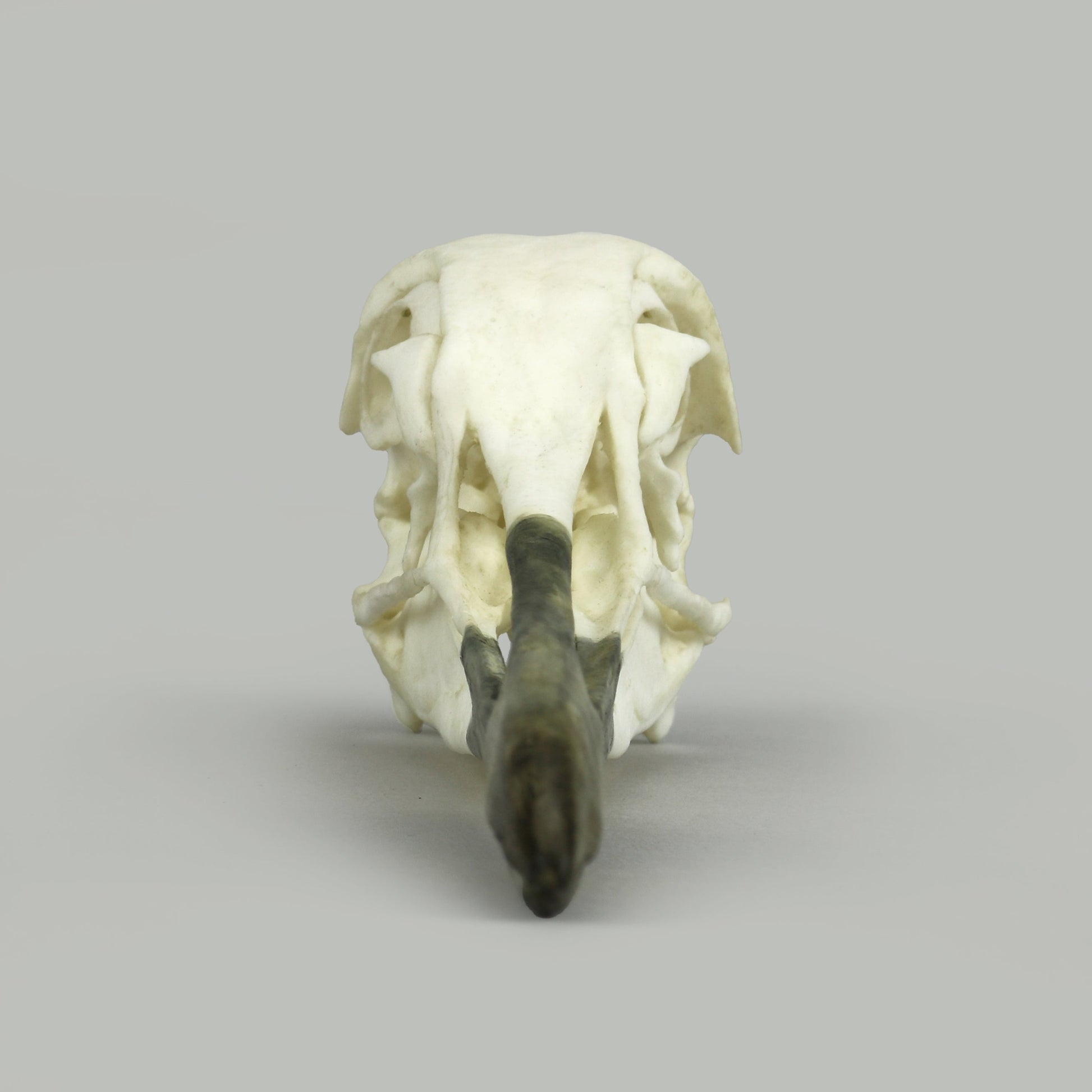 Bone Clones Bird Skulls