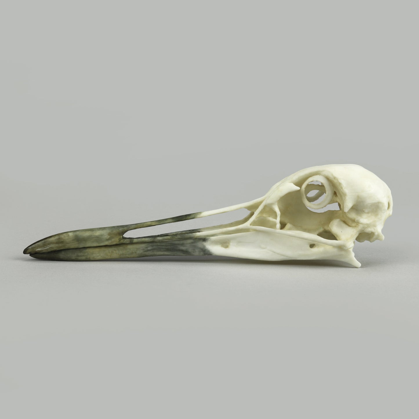 Bone Clones Bird Skulls