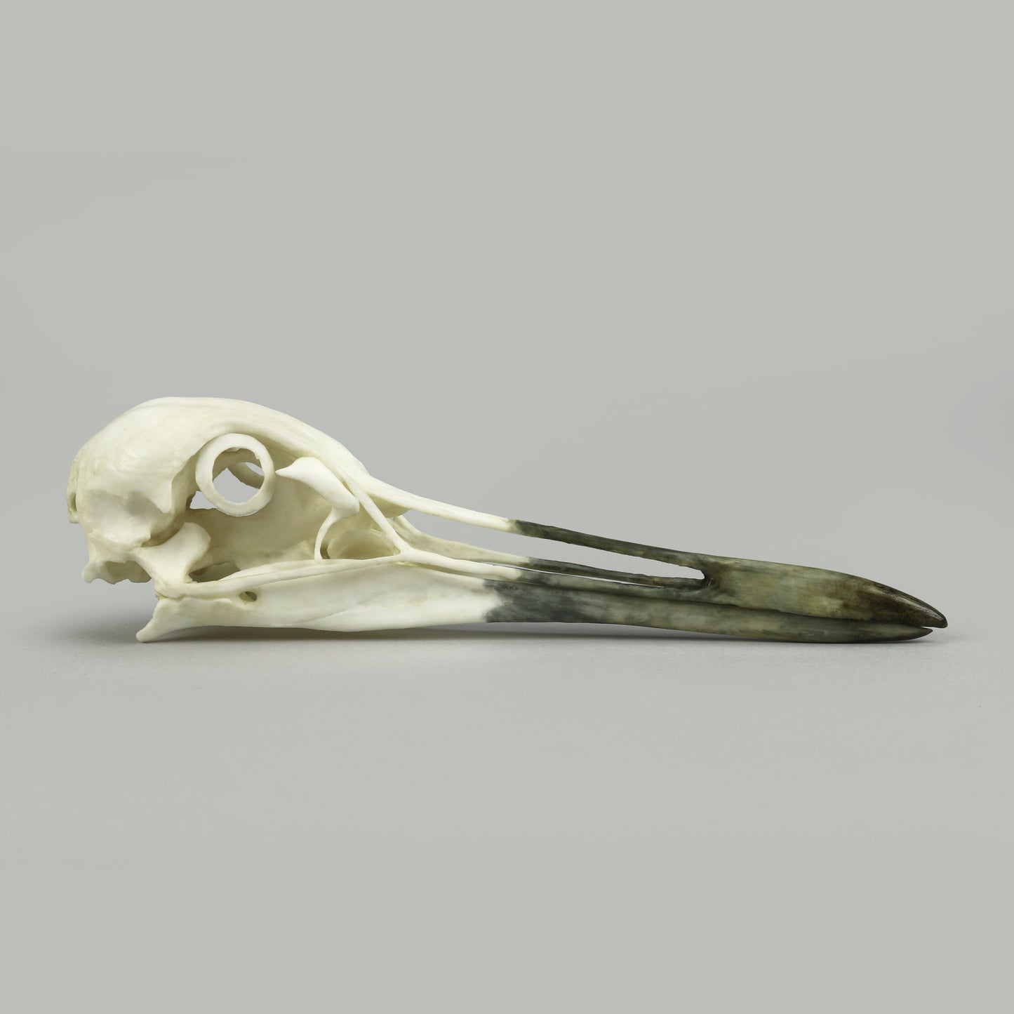 Bone Clones Bird Skulls