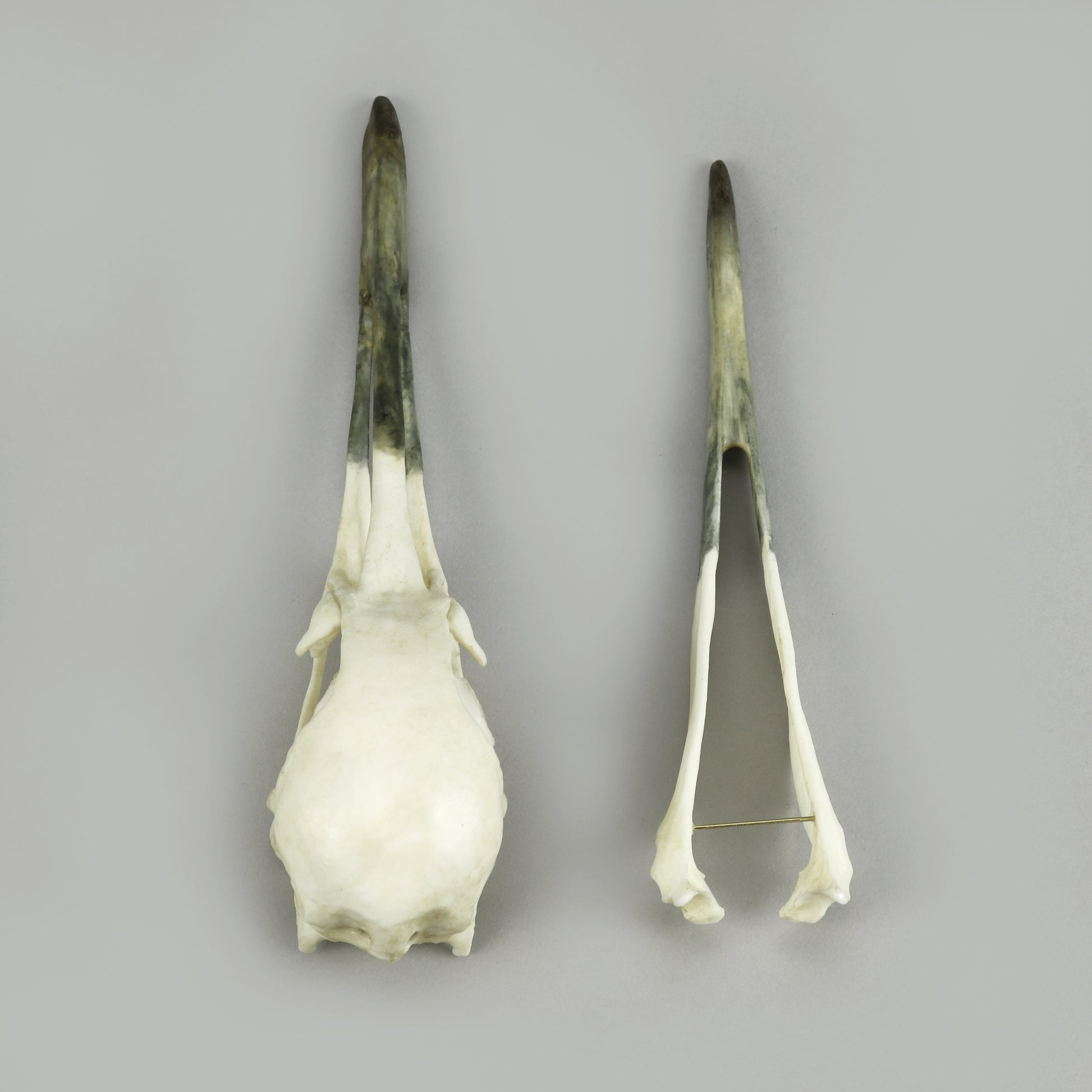 Bone Clones Bird Skulls