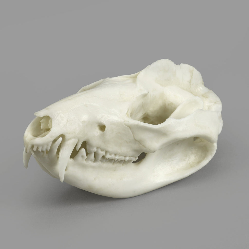 Bone Clones Small Mammal Skulls