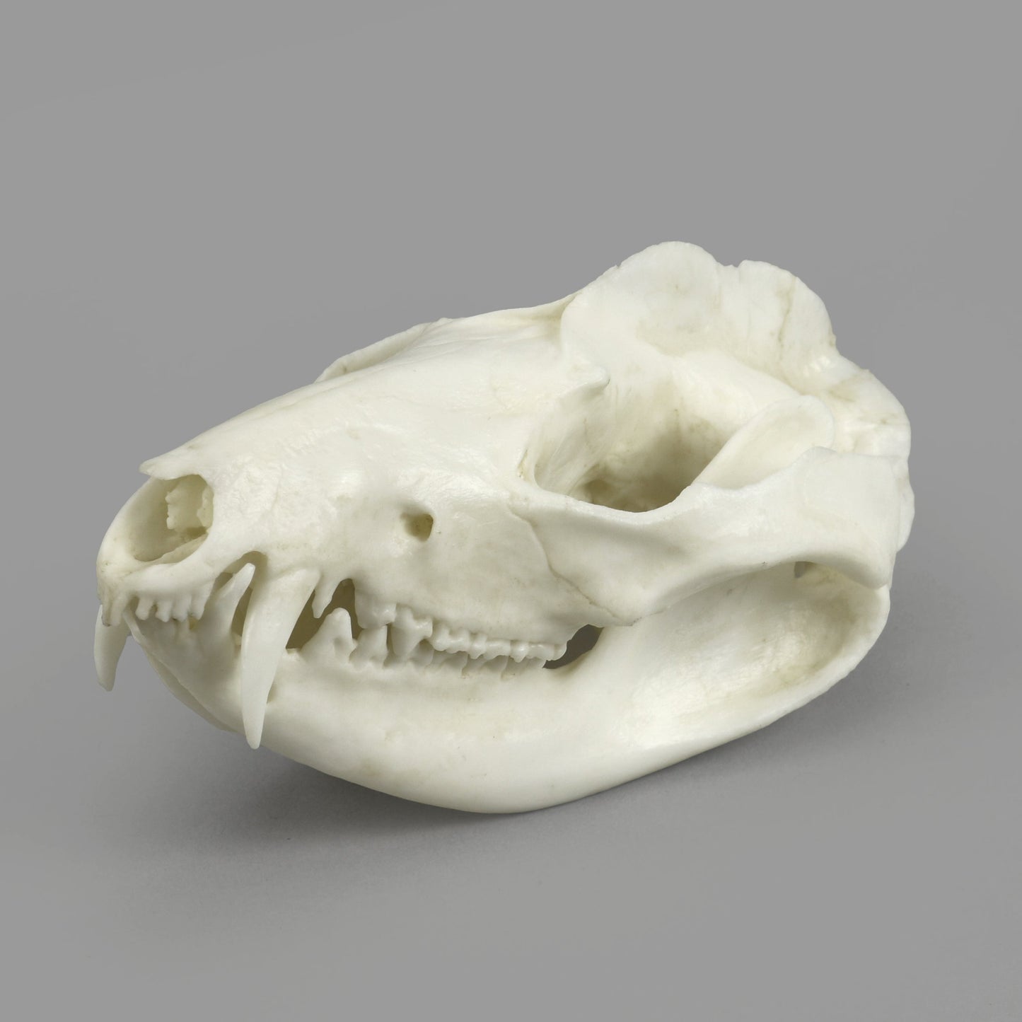 Bone Clones Small Mammal Skulls
