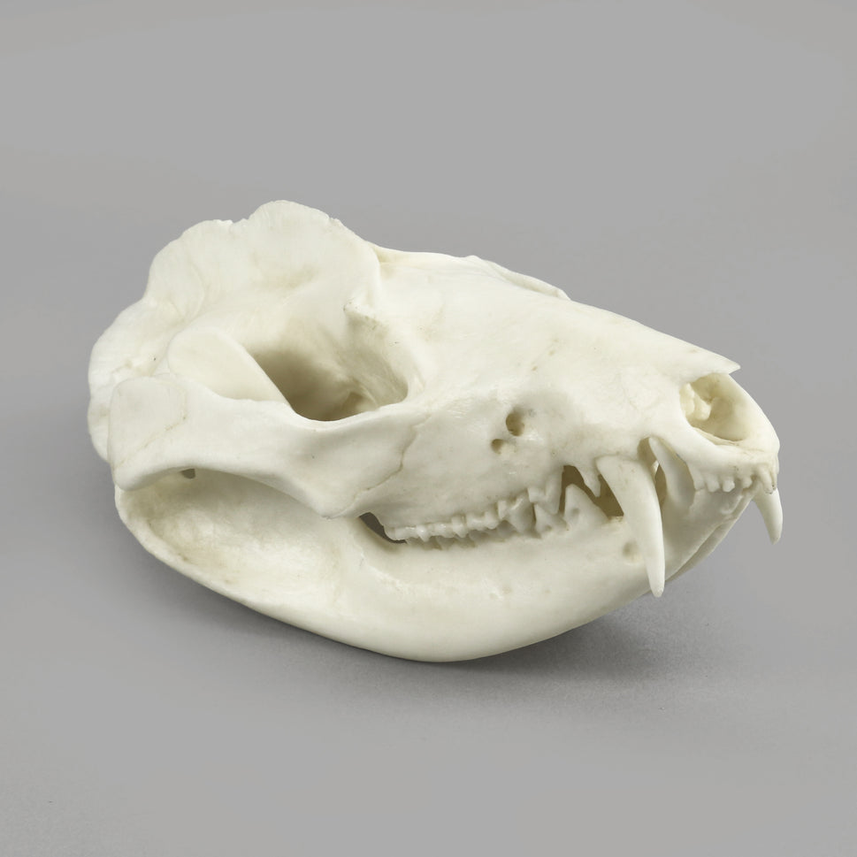 Bone Clones Small Mammal Skulls