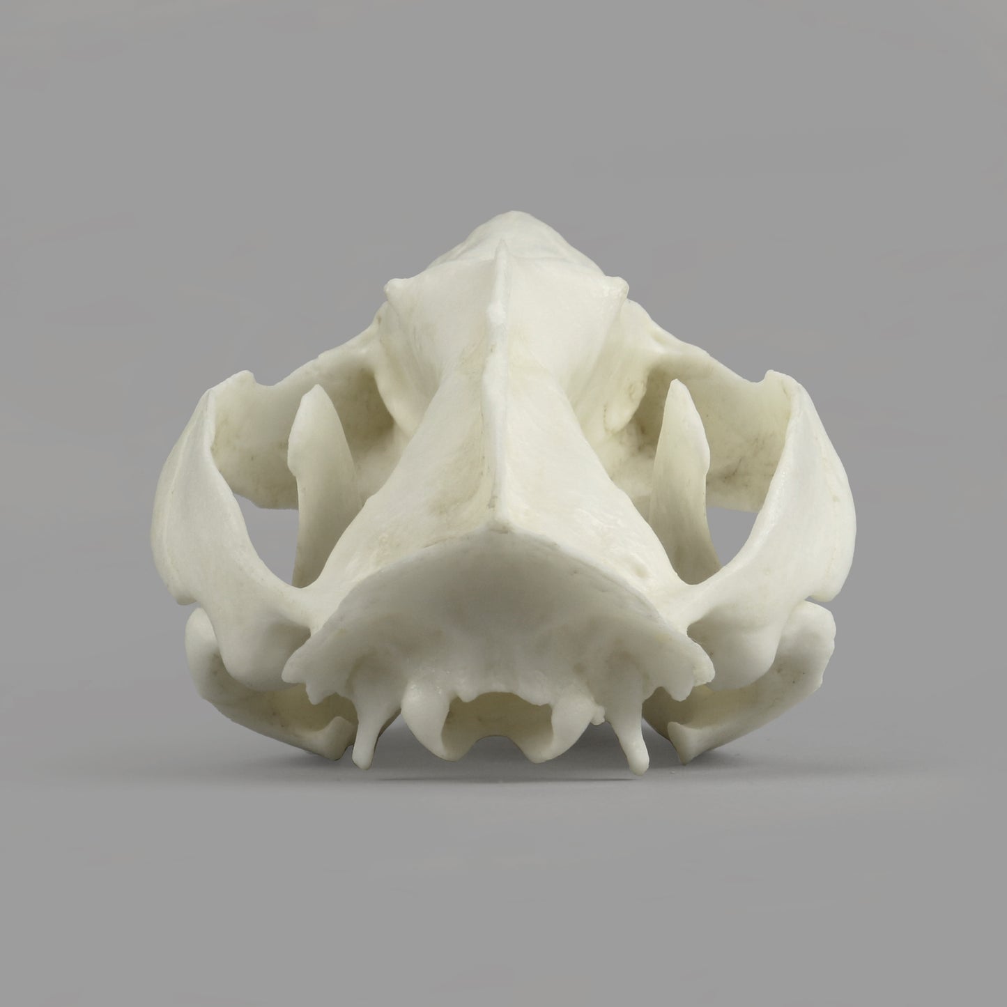 BC-363E Opossum Skull