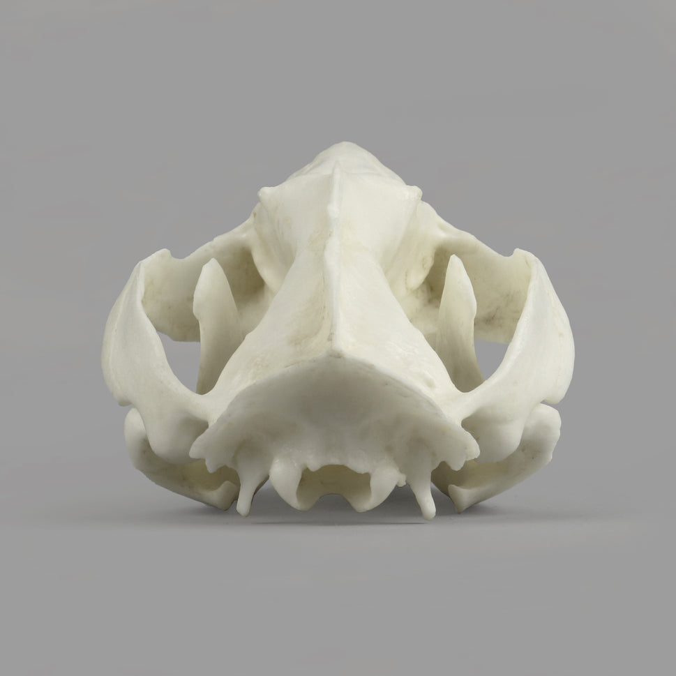 Bone Clones Small Mammal Skulls