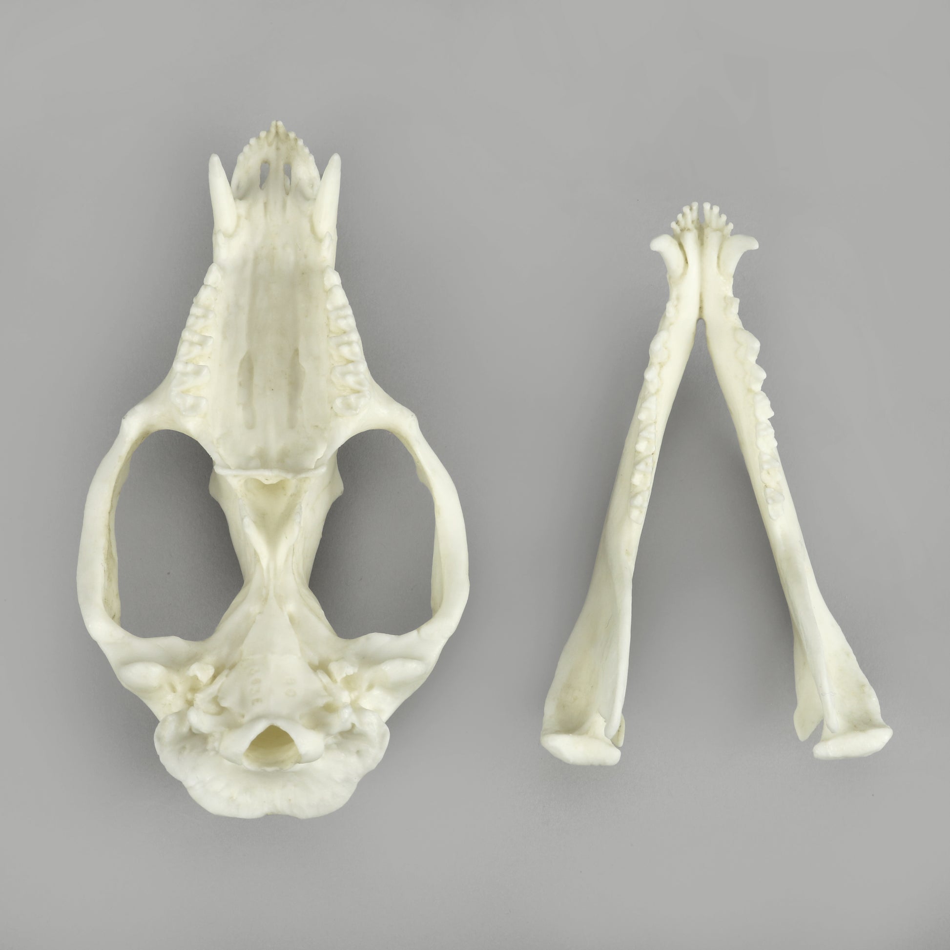 Bone Clones Small Mammal Skulls