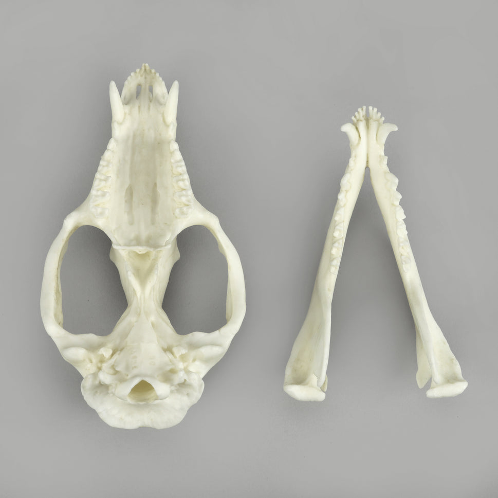 Bone Clones Small Mammal Skulls