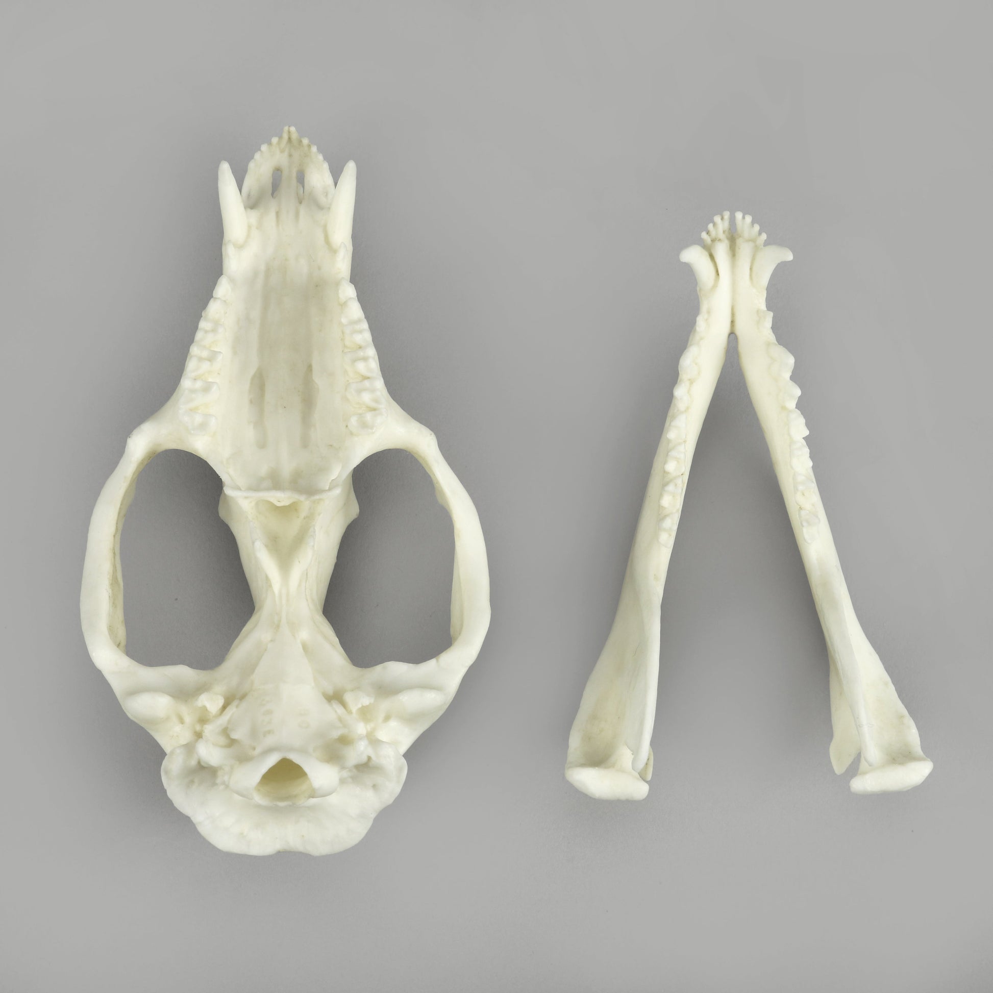Bone Clones Small Mammal Skulls