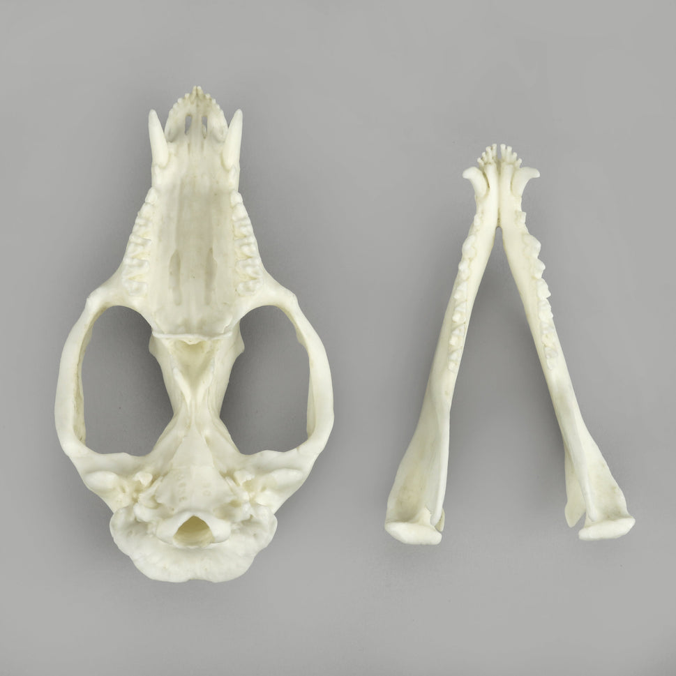 Bone Clones Small Mammal Skulls