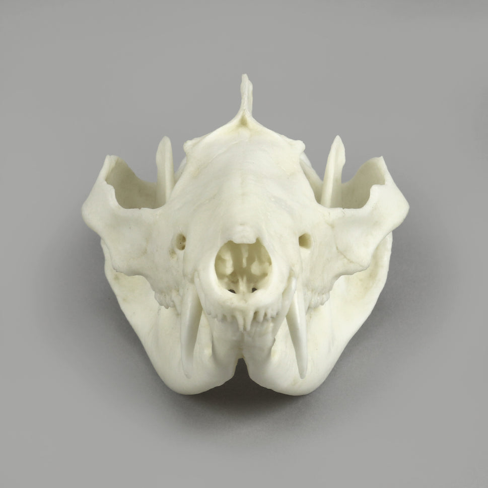 Bone Clones Small Mammal Skulls