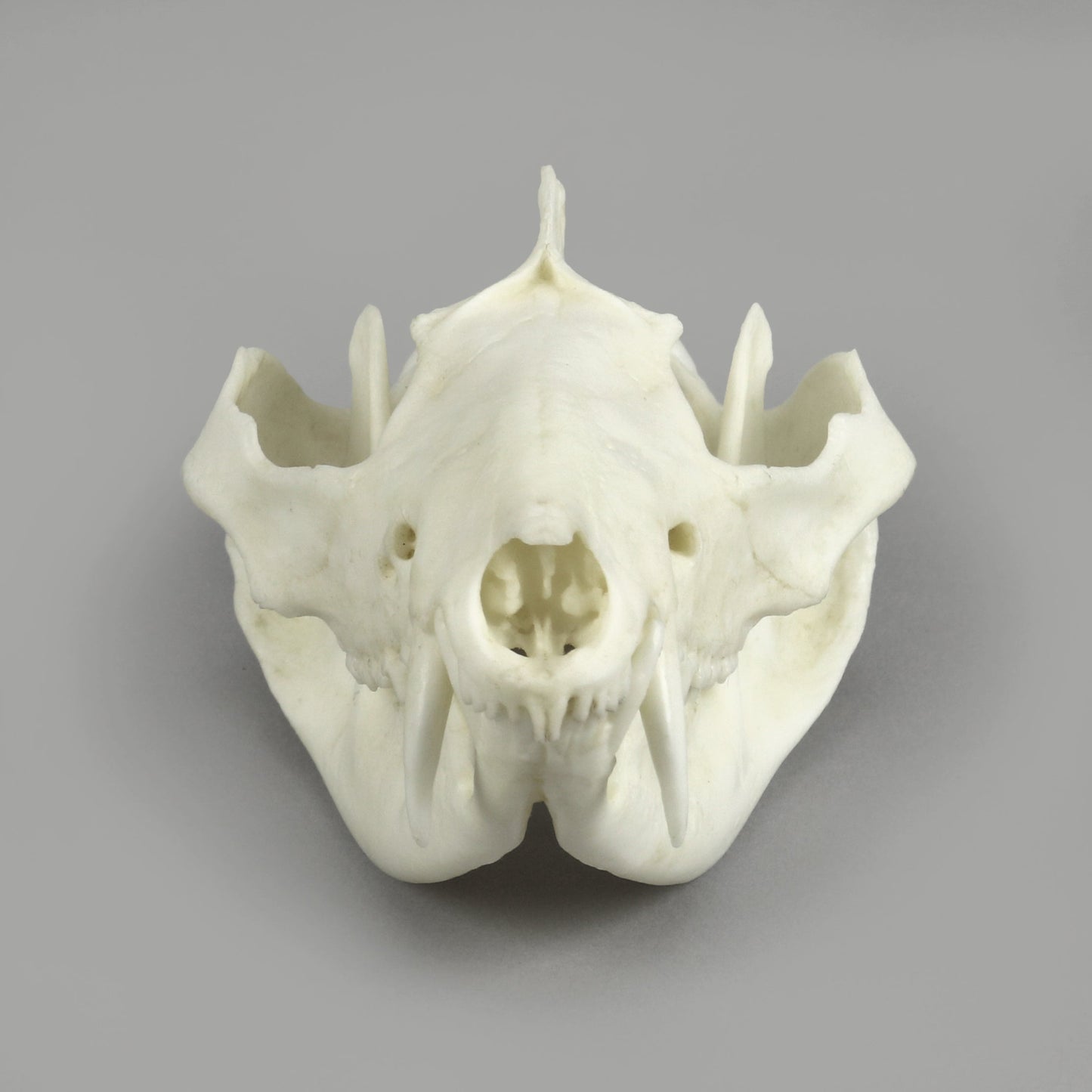 Bone Clones Small Mammal Skulls