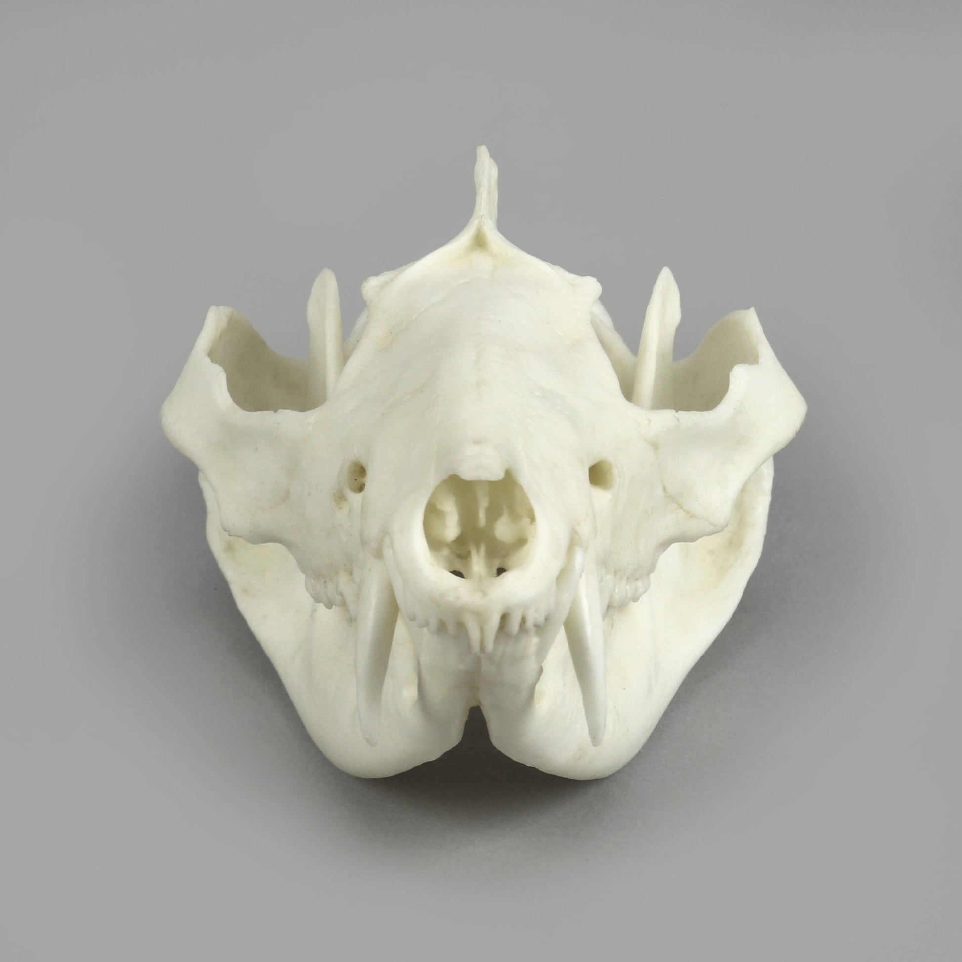 Bone Clones Small Mammal Skulls