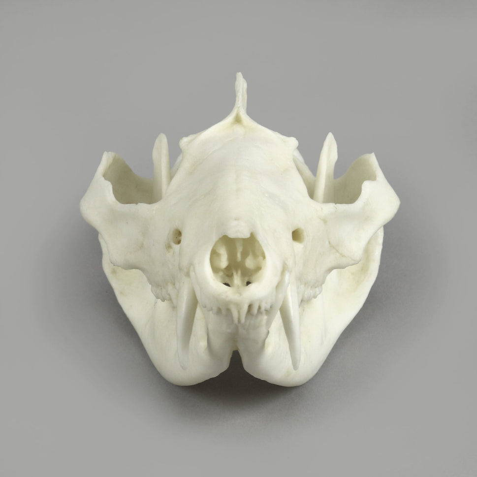 Bone Clones Small Mammal Skulls