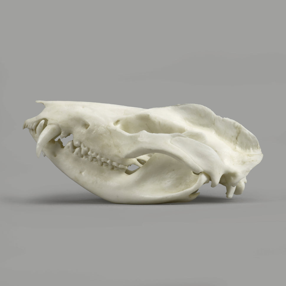 Bone Clones Small Mammal Skulls