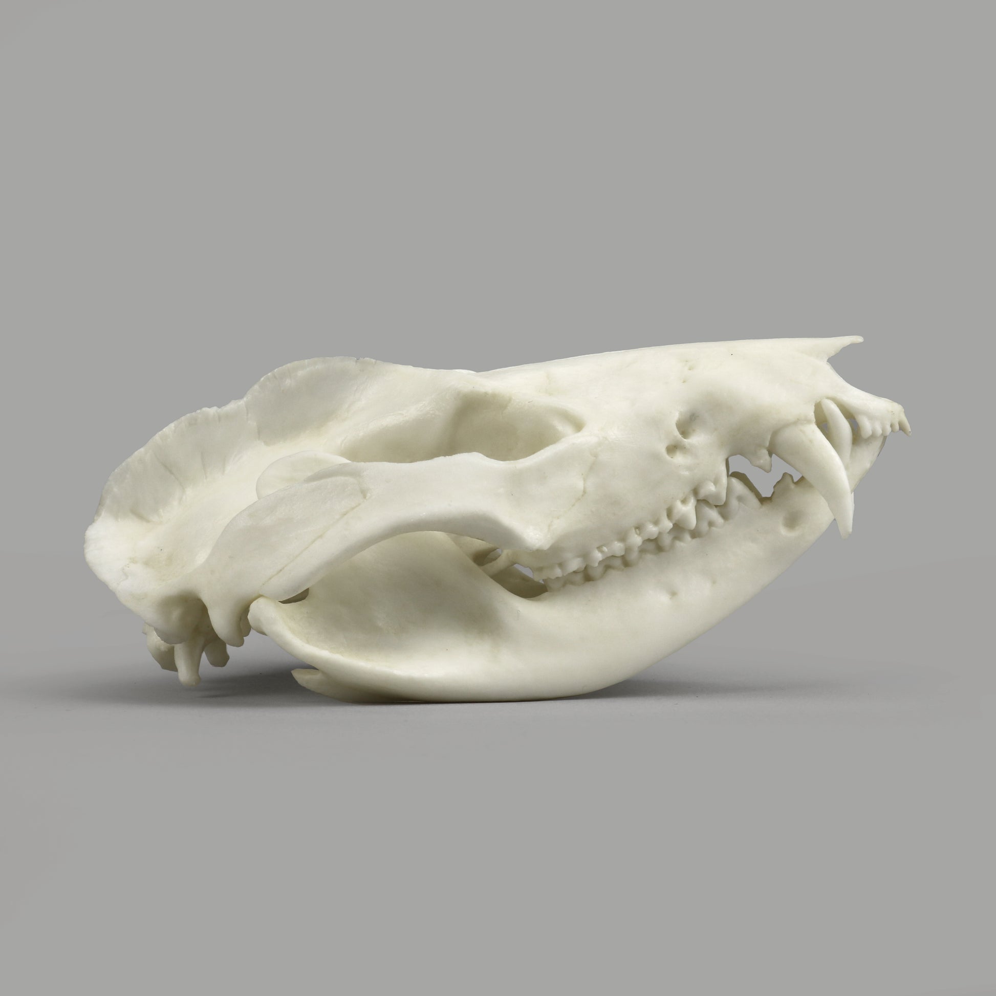 Bone Clones Small Mammal Skulls