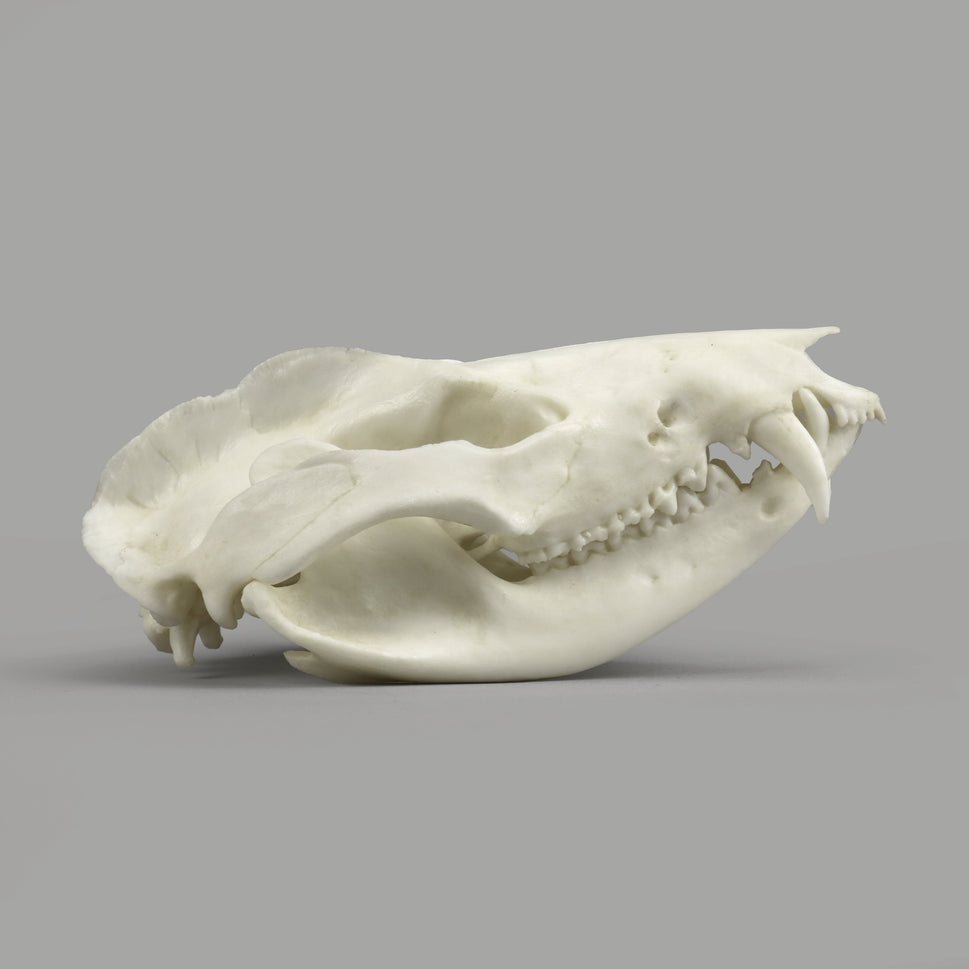 Bone Clones Small Mammal Skulls
