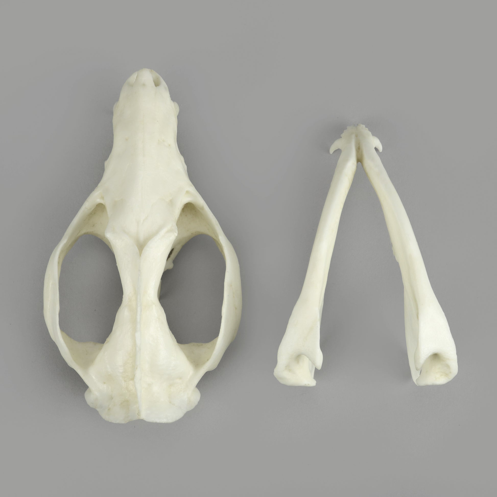 Bone Clones Small Mammal Skulls