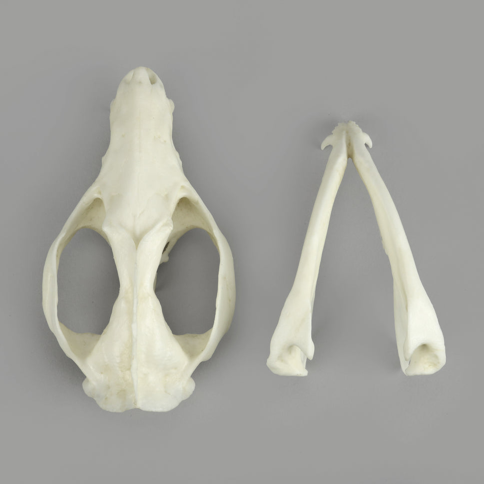 Bone Clones Small Mammal Skulls