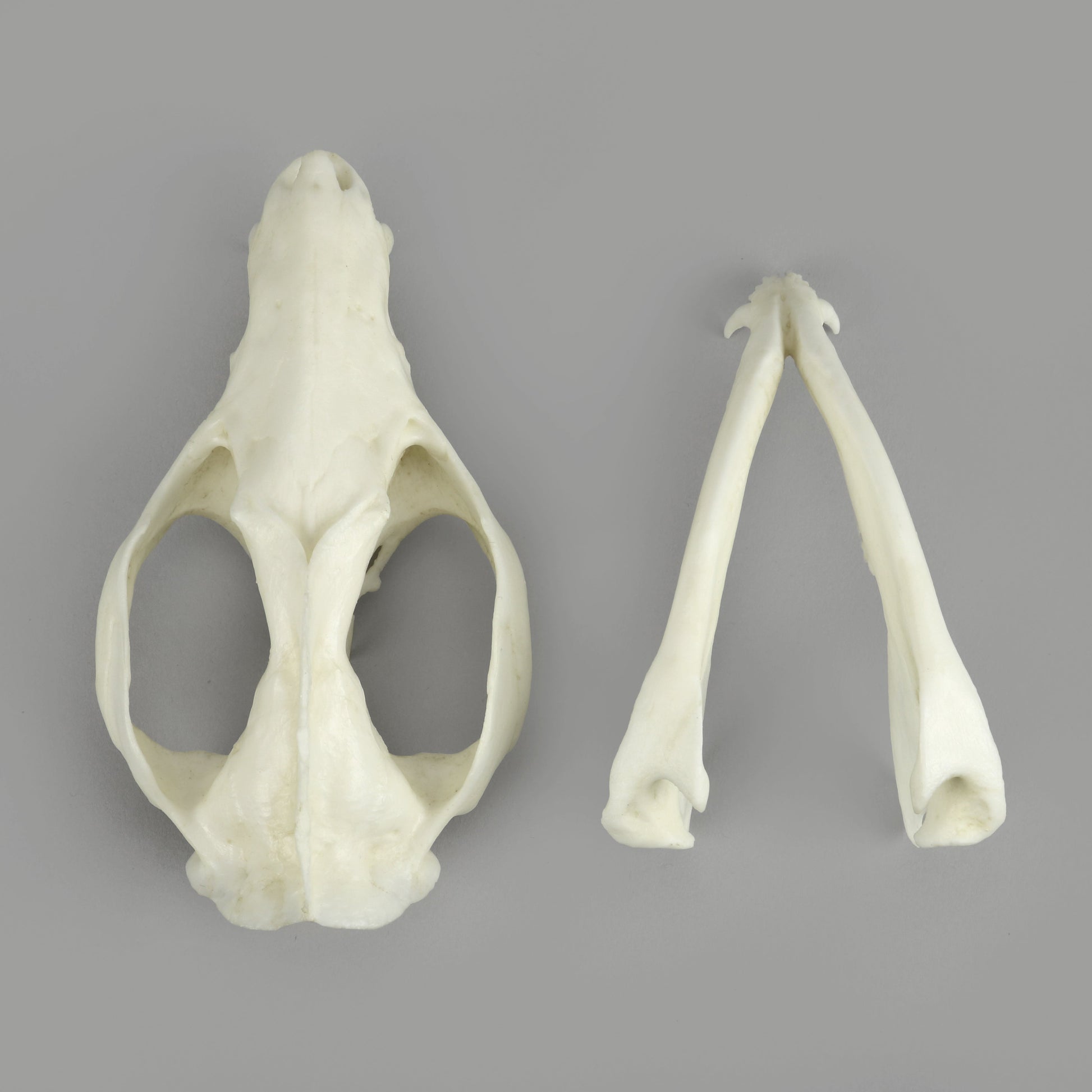 Bone Clones Small Mammal Skulls