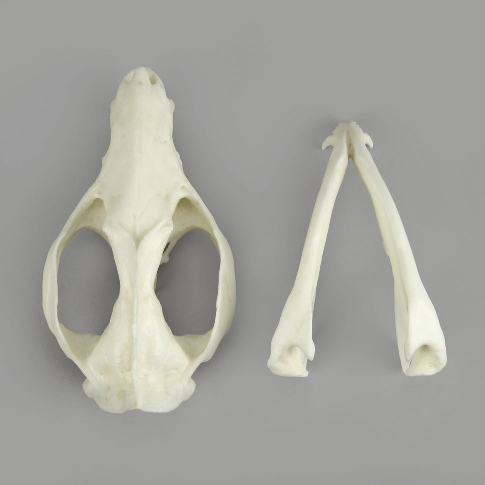 Bone Clones Small Mammal Skulls