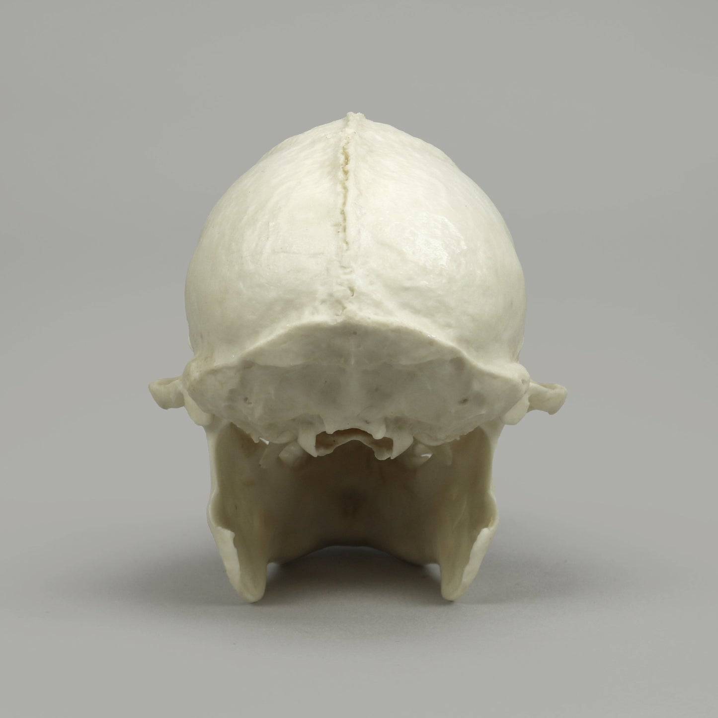 Bone Clones Lesser Primate Skulls