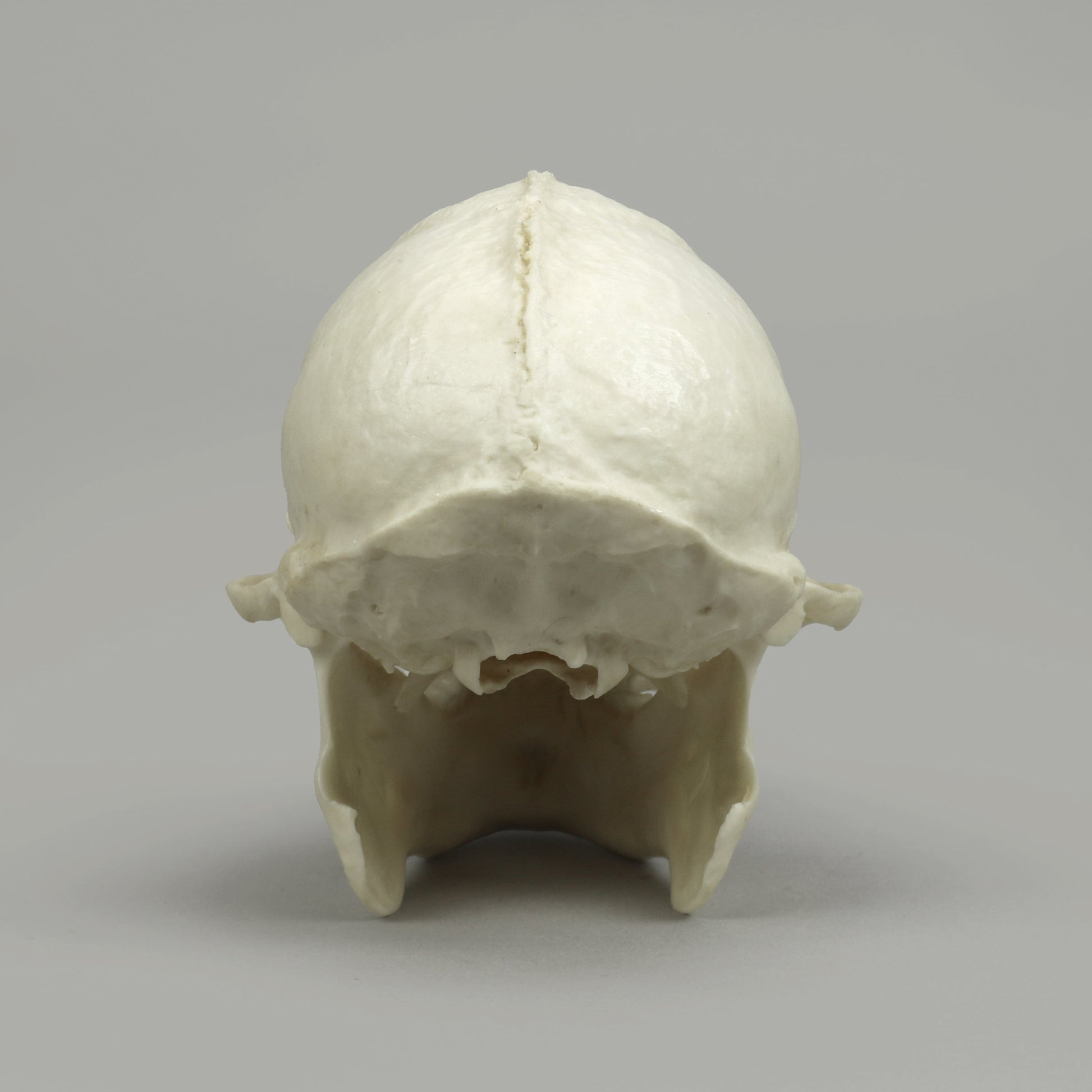 Bone Clones Lesser Primate Skulls