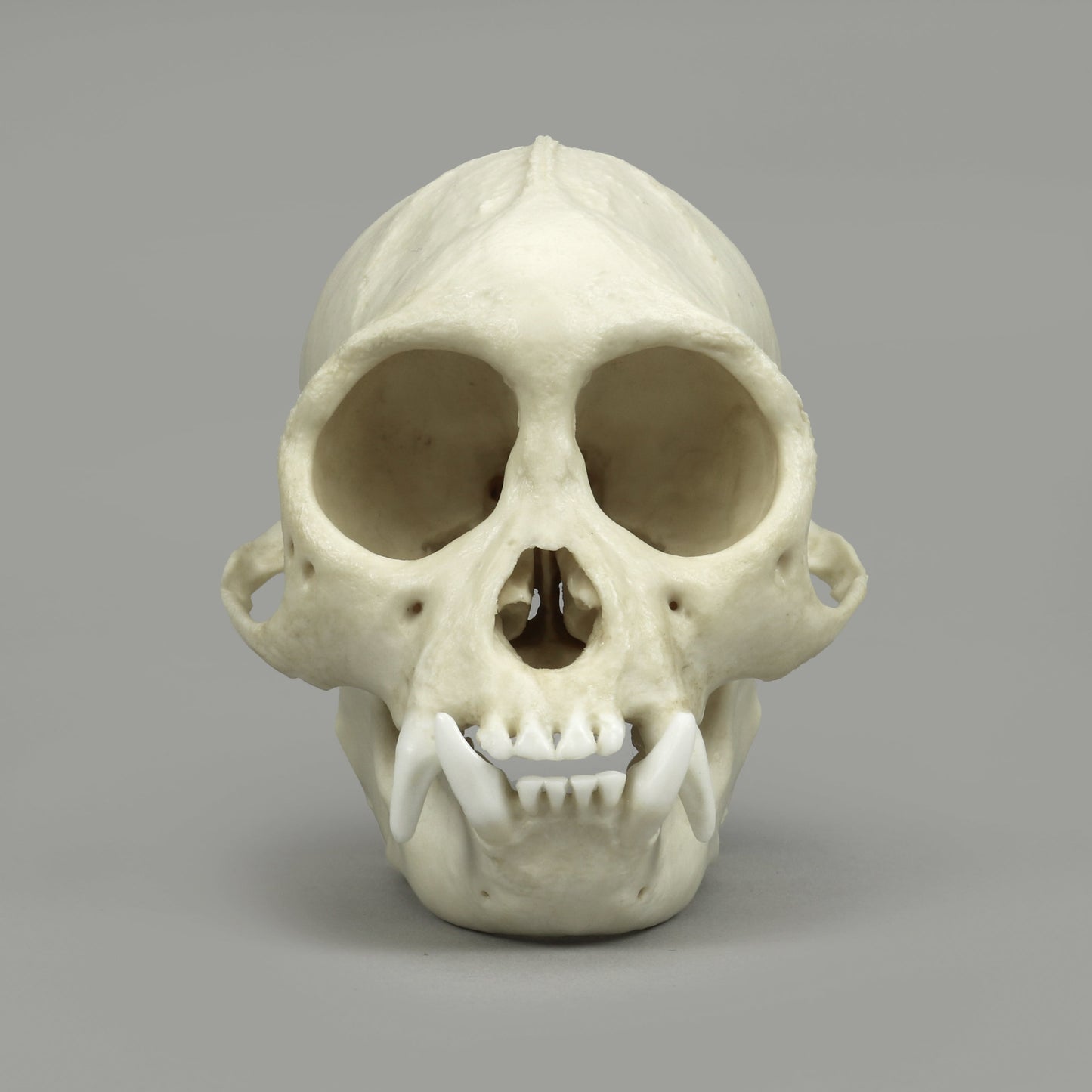 Bone Clones Lesser Primate Skulls
