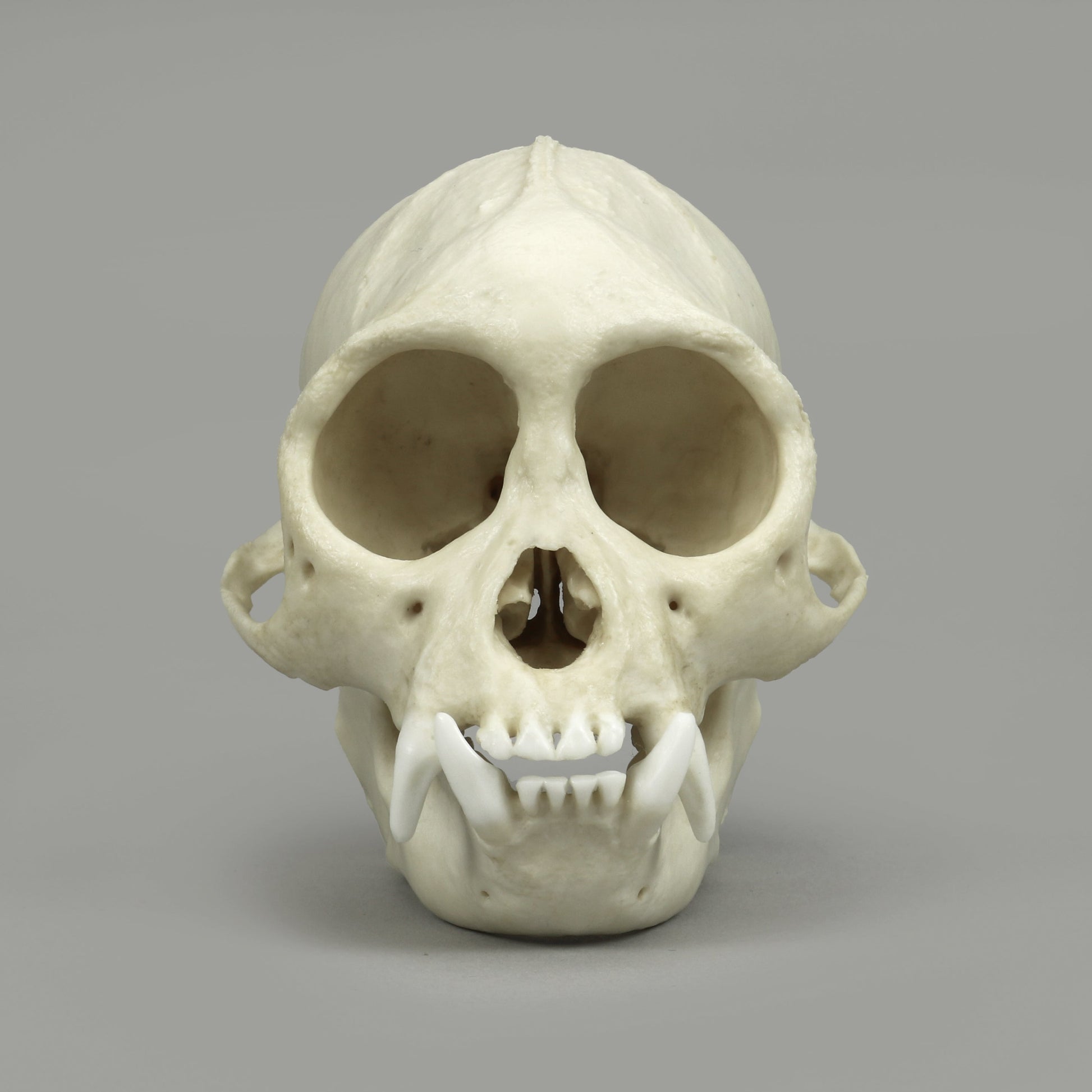 Bone Clones Lesser Primate Skulls