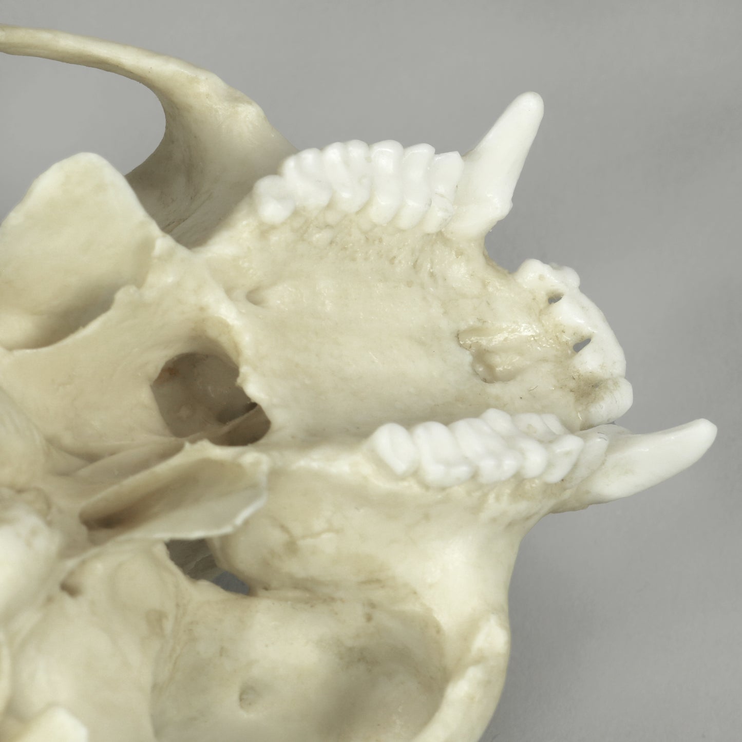 BC-364 Tufted Capuchin Maxilla Detail