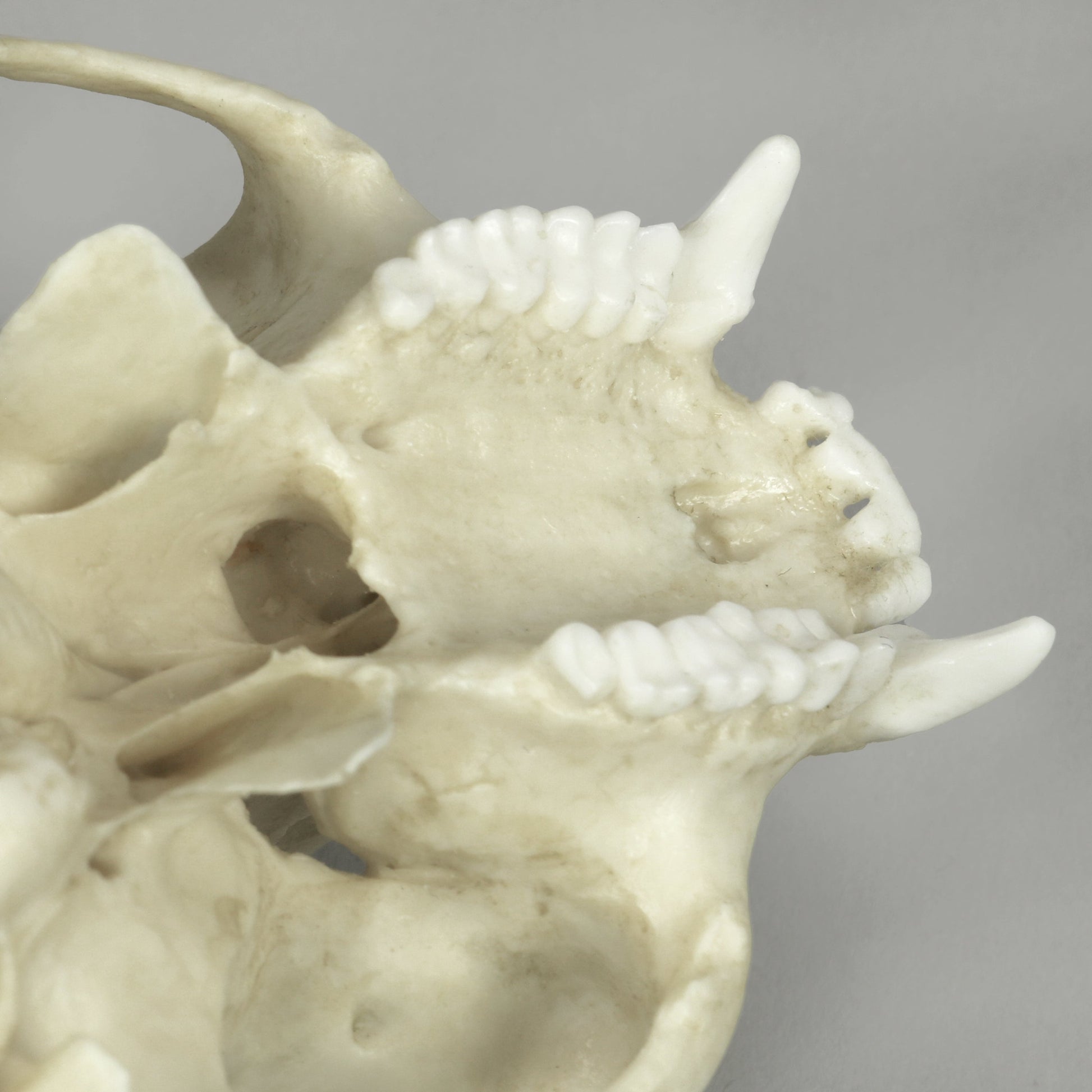 Bone Clones Lesser Primate Skulls