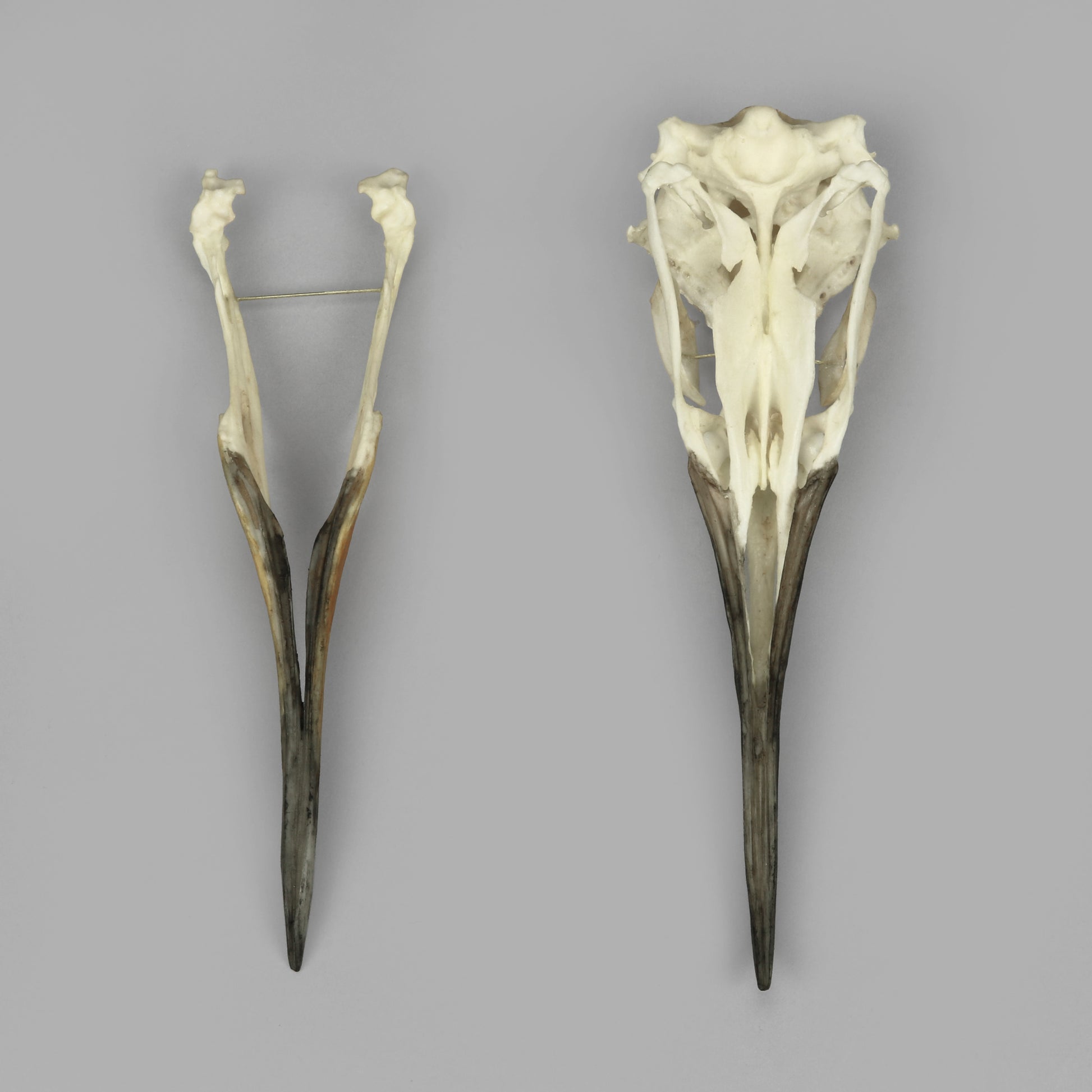 Bone Clones Bird Skulls