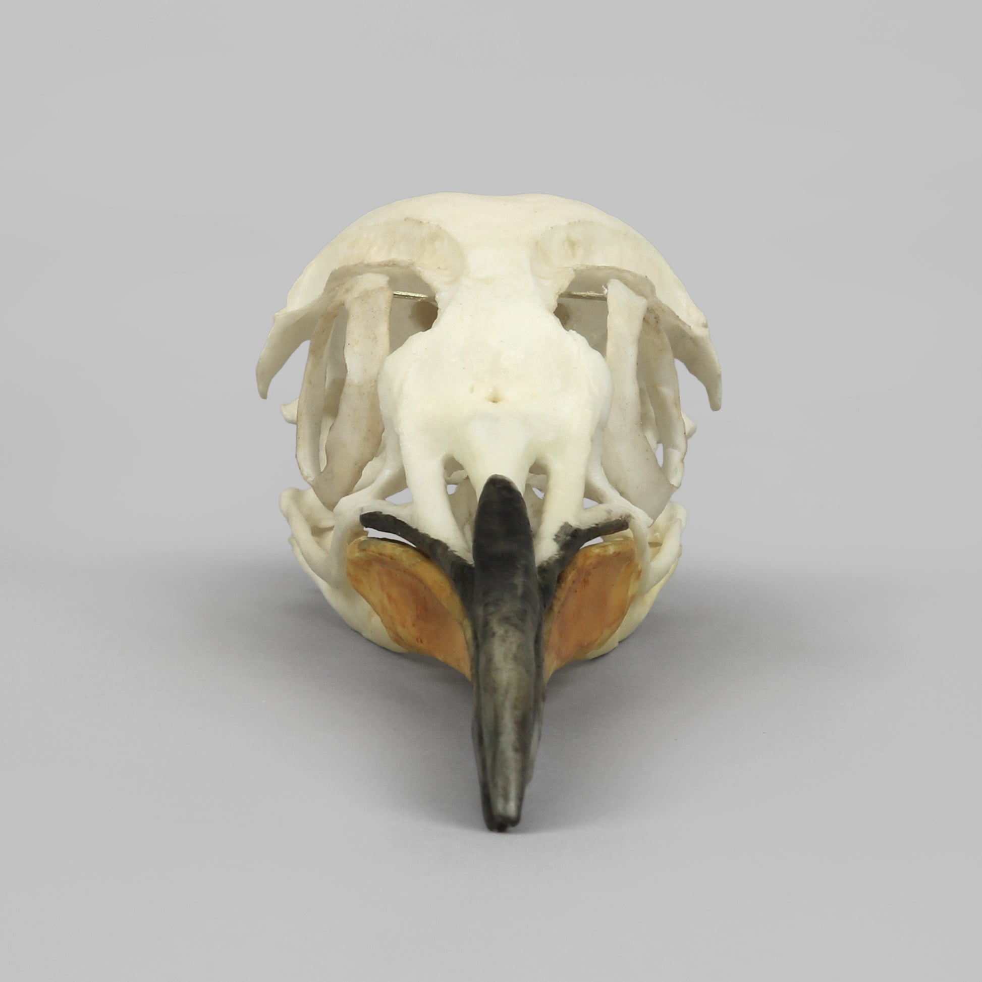 Bone Clones Bird Skulls