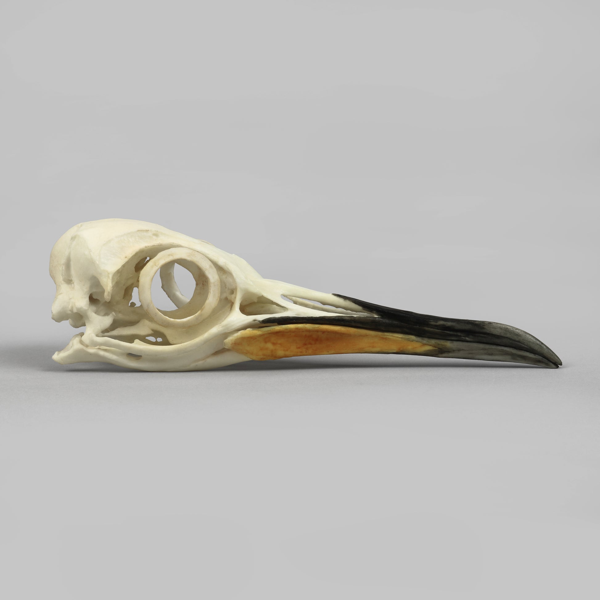 Bone Clones Bird Skulls
