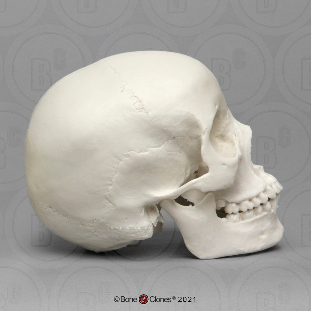 Bone Clones Anthropological Skulls
