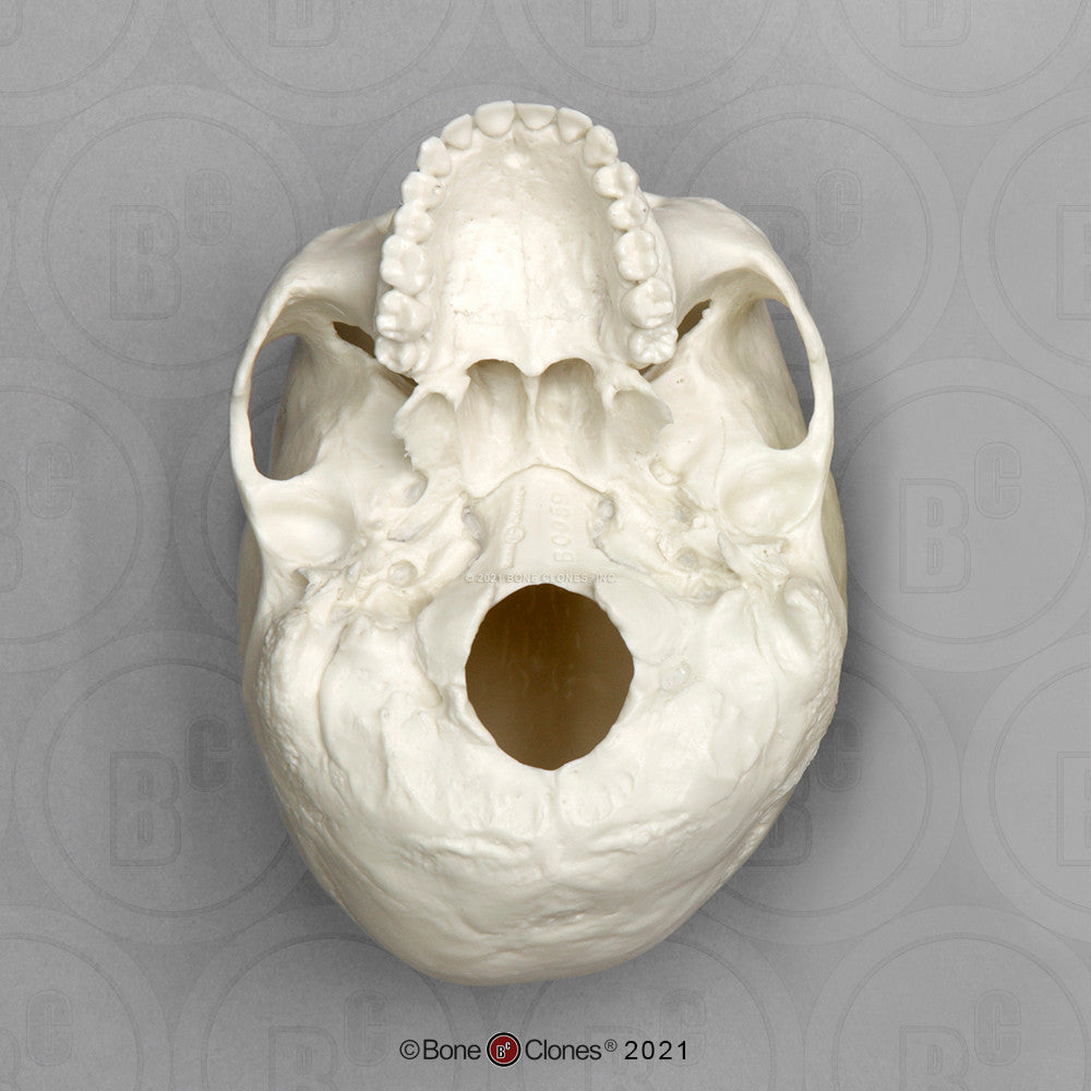 Bone Clones Anthropological Skulls