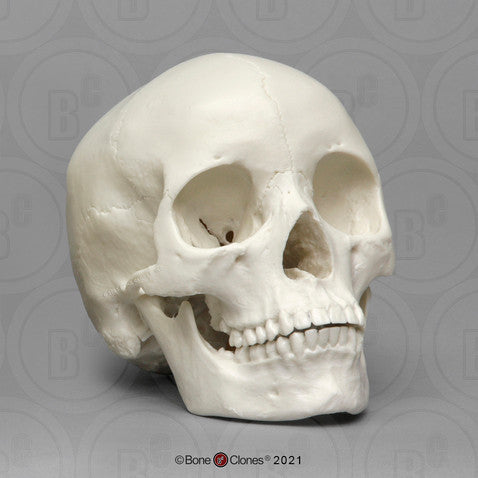 Bone Clones Anthropological Skulls
