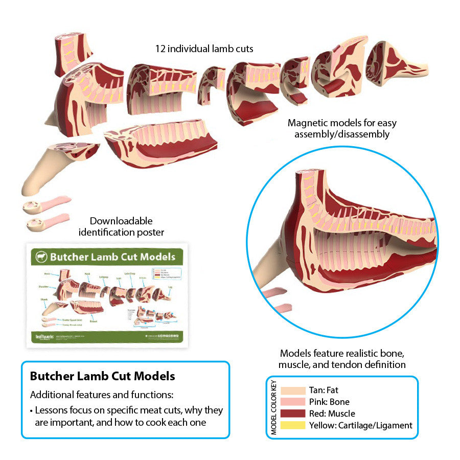 Butcher Lamb Cut Models