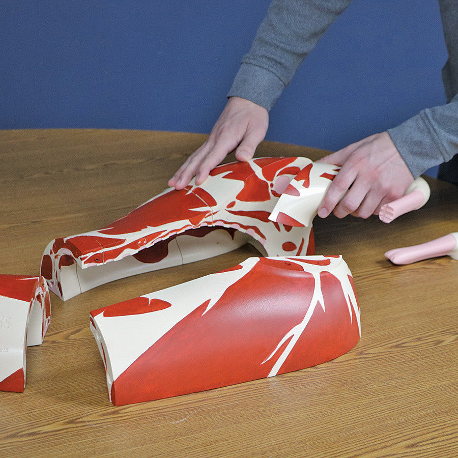 Butcher Lamb Cut Models